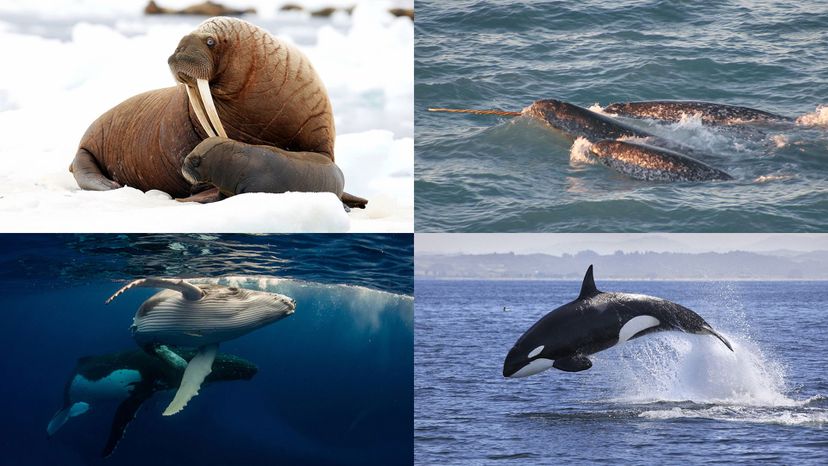 Narwhal, killer whale, humpback whale, walrus