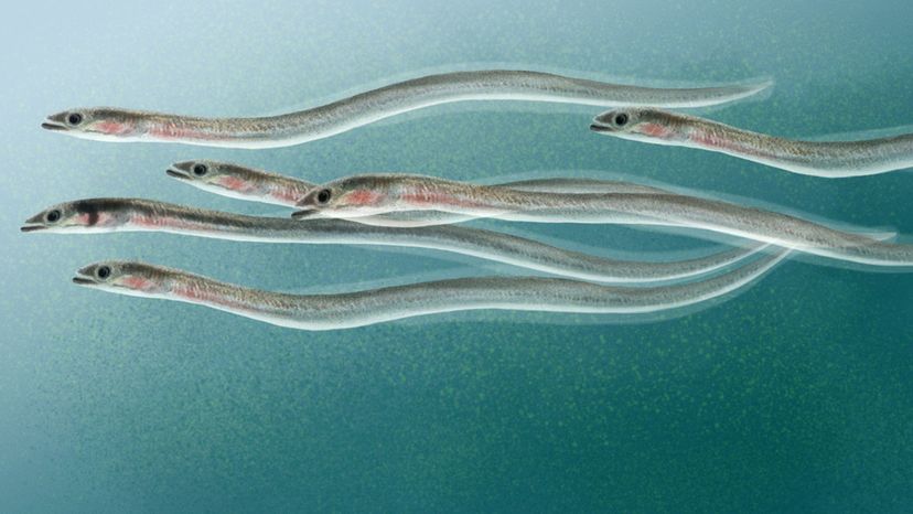 Elver (Eel)