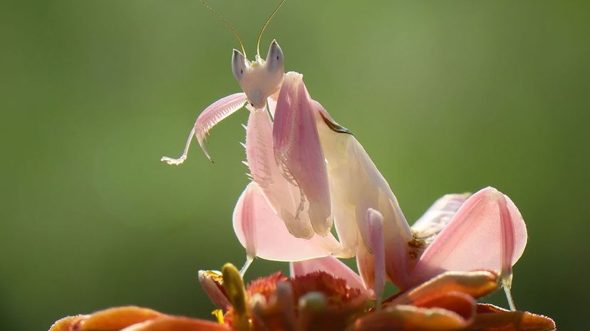 Orchid mantis