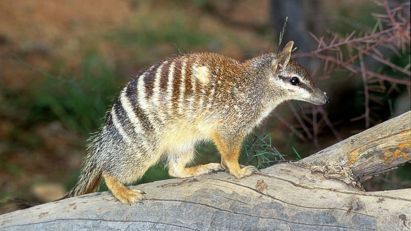 Numbat