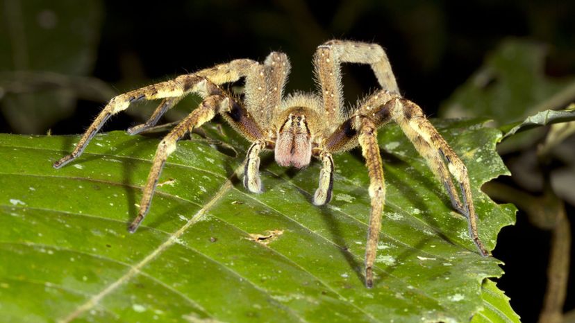 Brazillian Wandering spiders