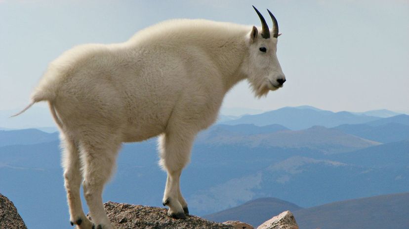 Rocky Mountain goat
