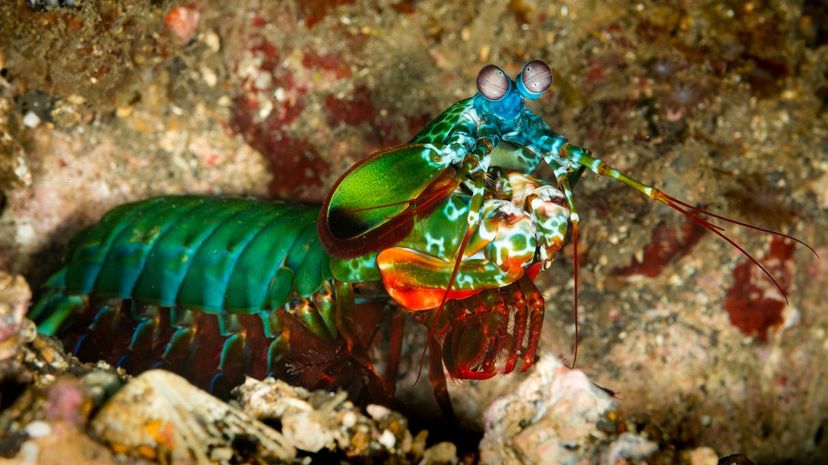 Mantis Shrimp