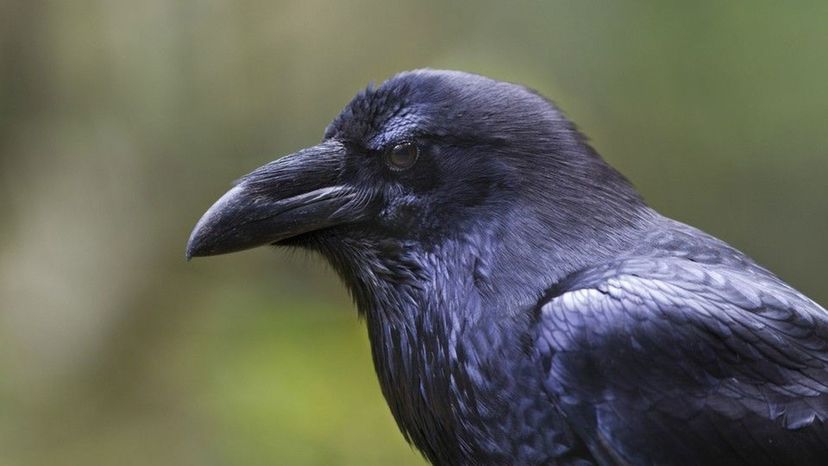 Raven