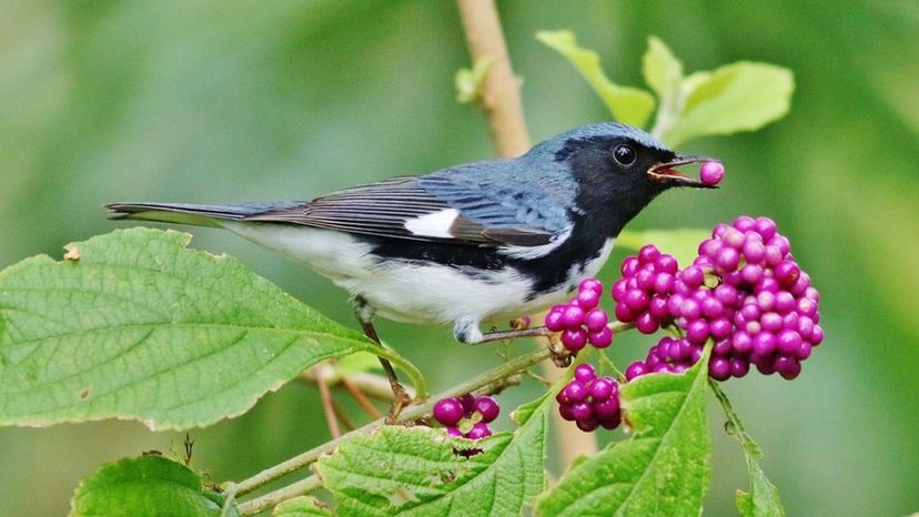 Black-throated Blue Warbler