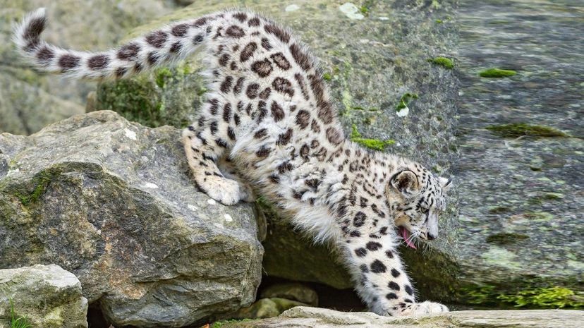 Snow Leopard