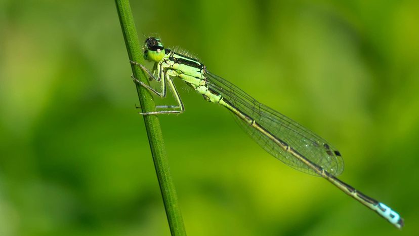 Eastern Forktail