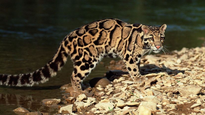 Clouded leopard