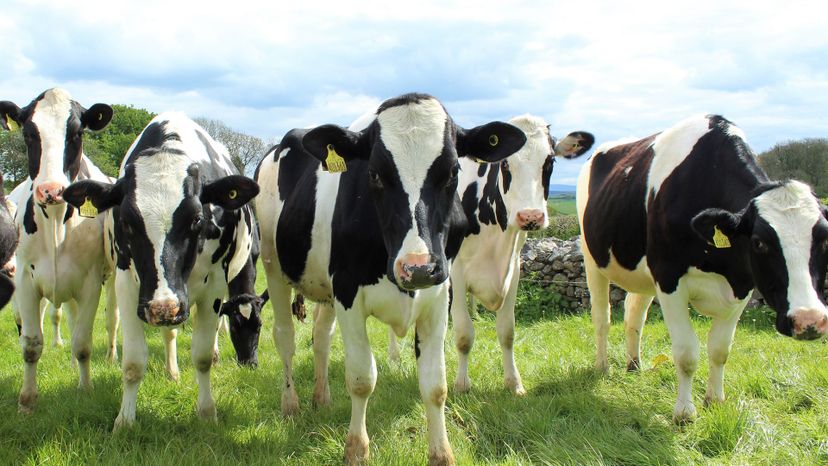 Holstein cattle in field