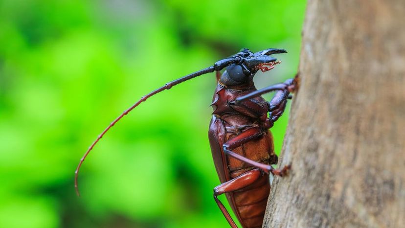 Long Horn Beetle