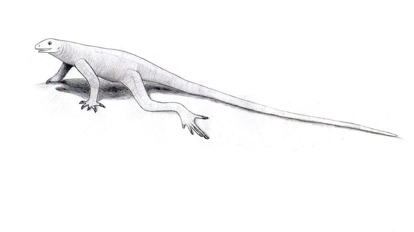 Bavarisaurus