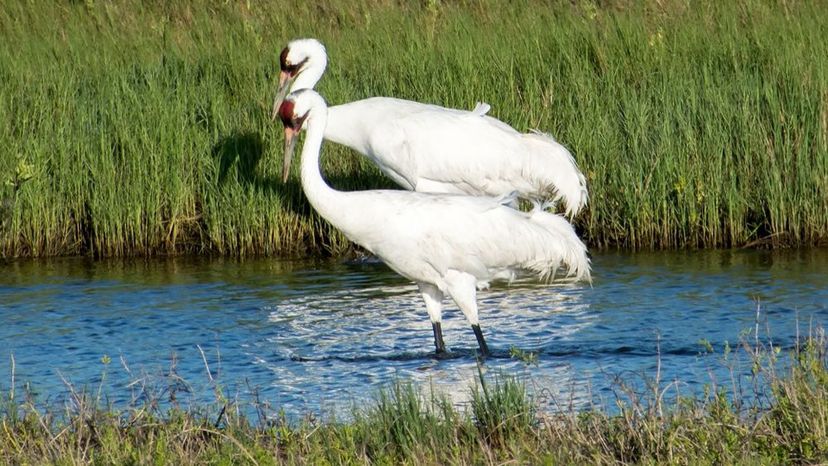 Whooping Crane