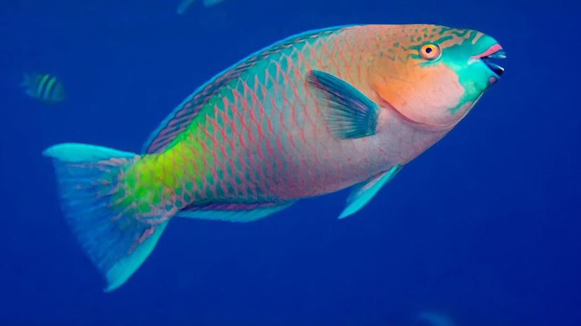 Parrotfish