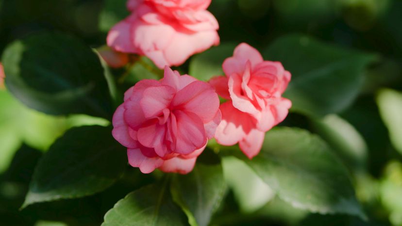 16 Impatiens GettyImages-1065222888