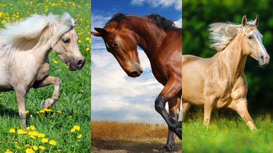 Which Horse is Your Spirit Animal?