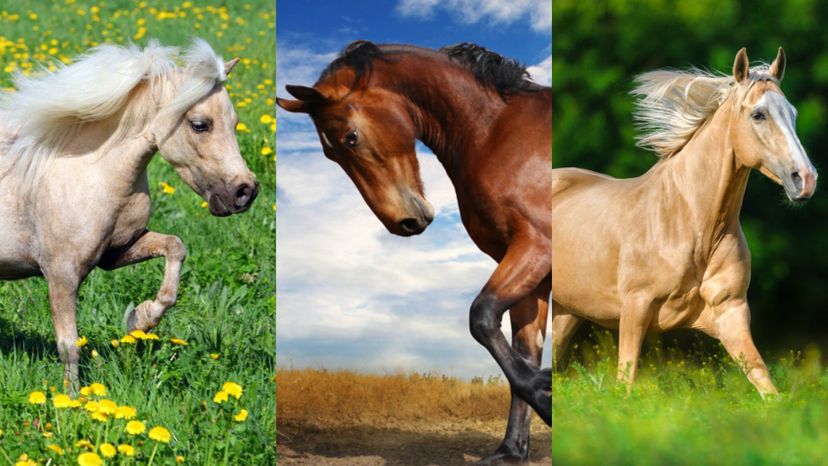 Which Horse is Your Spirit Animal?