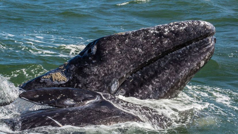 Gray whale