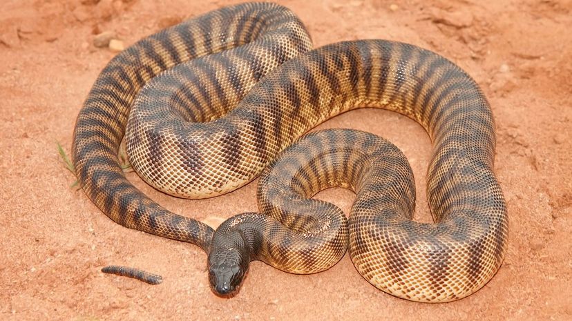 Black-headed python