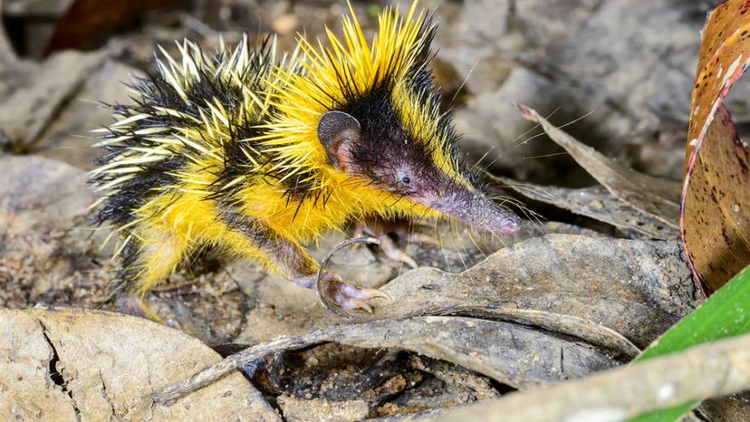 Lowland streaked tenrec