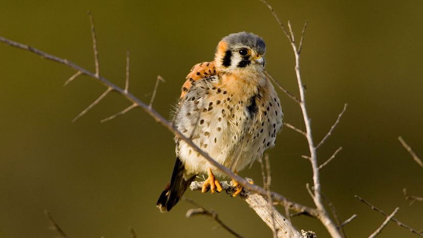 American Kestrel