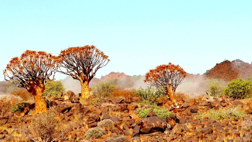 Can You Identify All Of These Trees From Around The World?