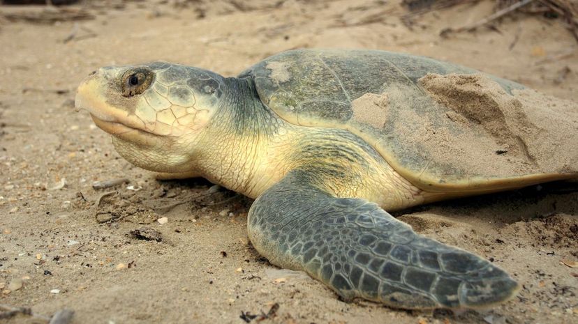 Kempâ€™s Ridley sea turtle