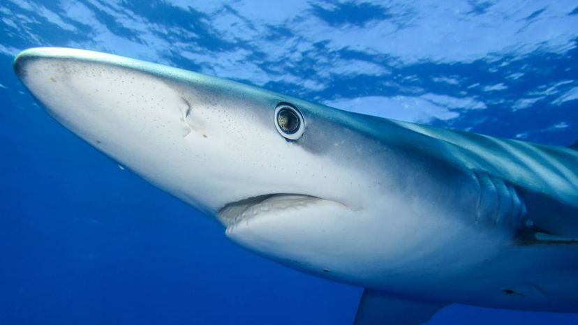 Blue Shark