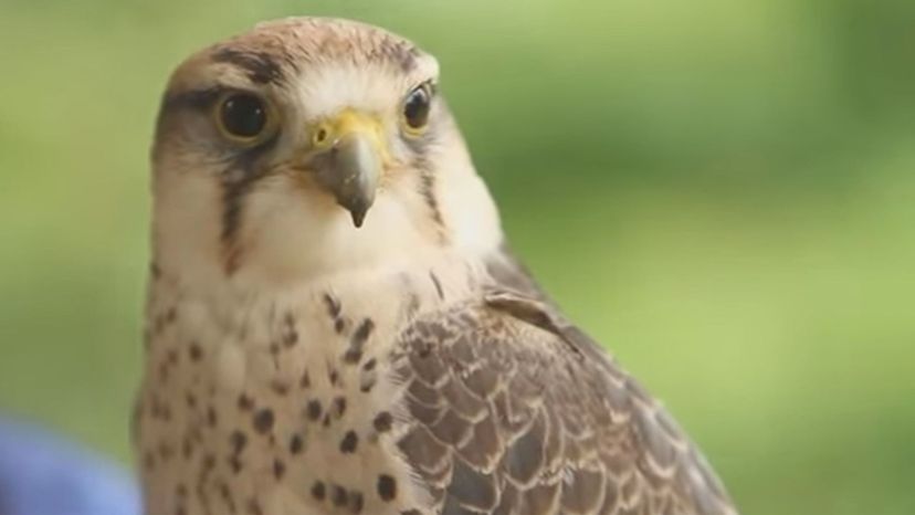 Lanner Falcon