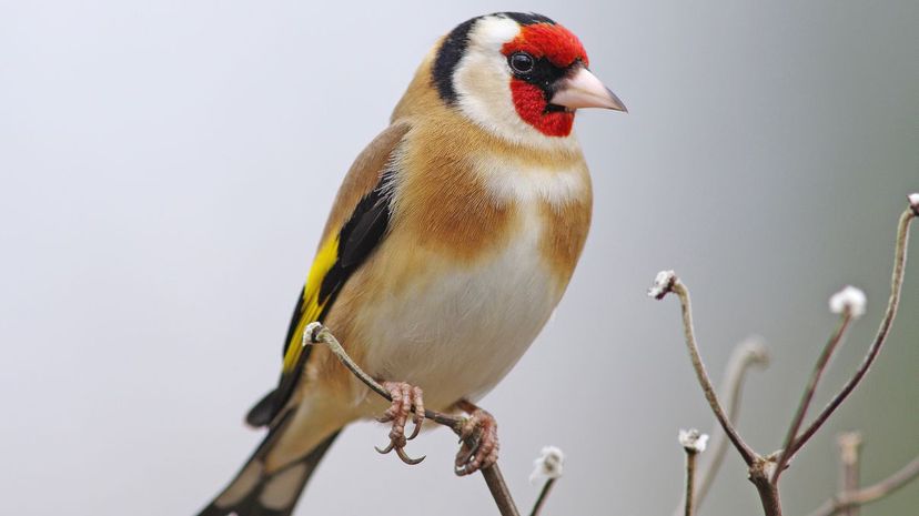 European goldfinch