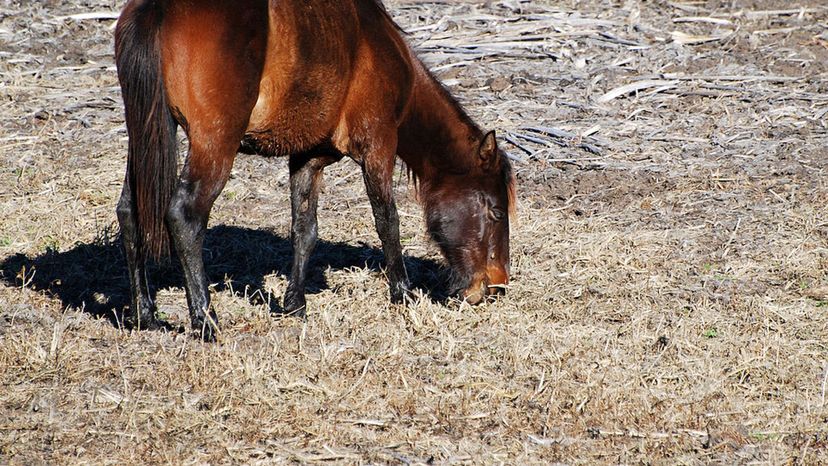 Florida Cracker Horse