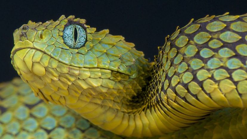 Bush Viper