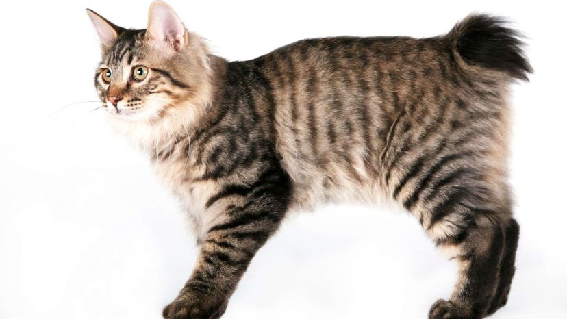 Kurilian Bobtail