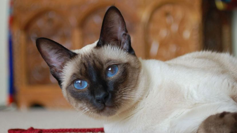 Siamese