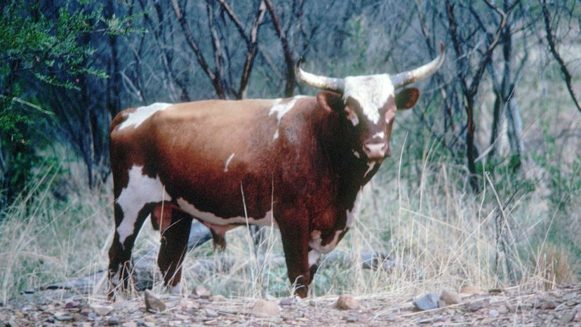 Beef Shorthorn