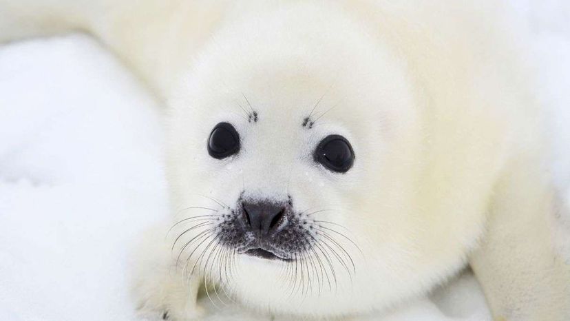 Harp Seal