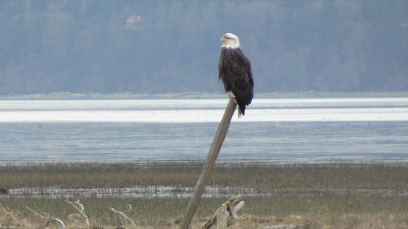 Bald Eagle