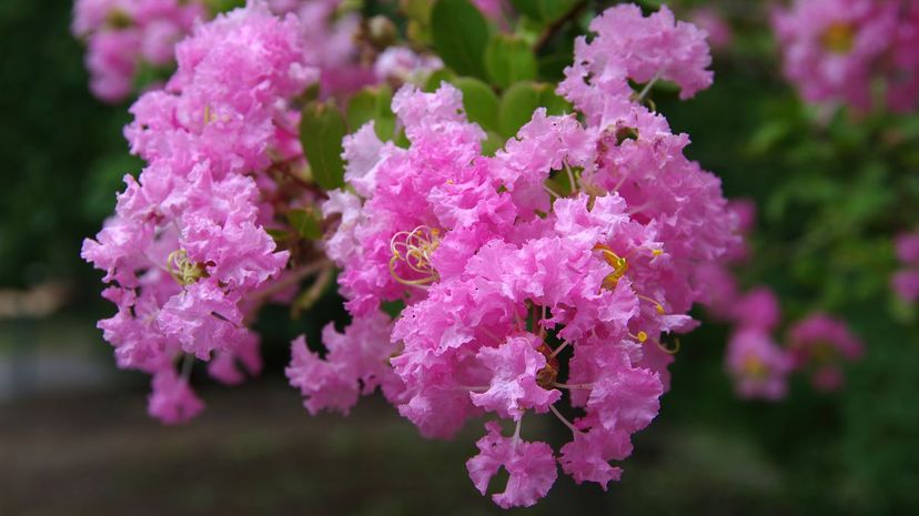 Lagerstroemia Fauriei