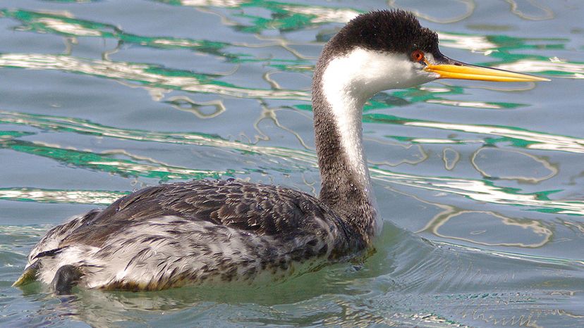 Clark's Grebe