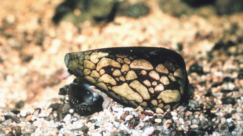 Marbled cone snail