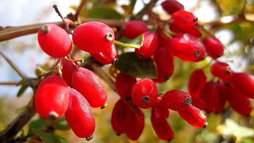 Barberry