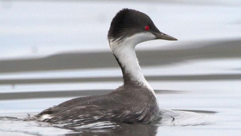 Junin Grebe