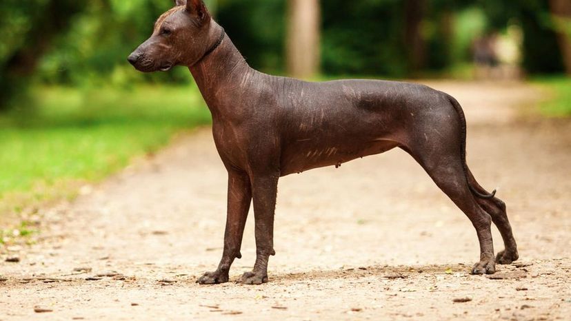 Xoloitzcuintli