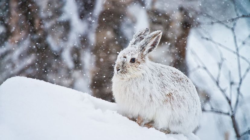 Snowshoe hare