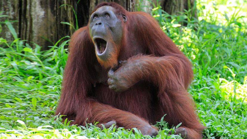 Orangutan