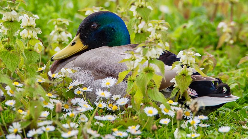 Mallard