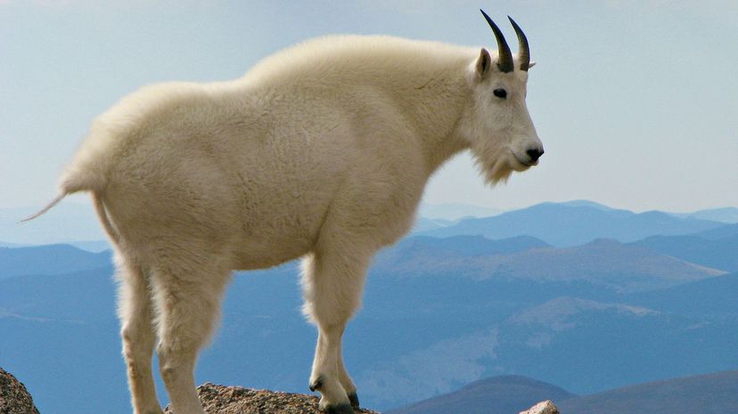 27 mountain goat