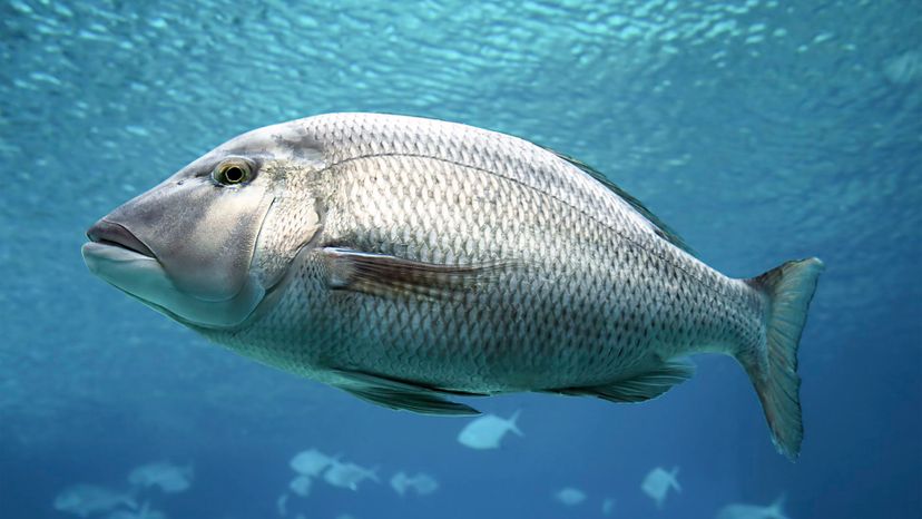 Barramundi