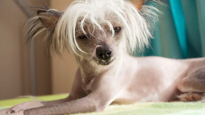 Chinese Crested