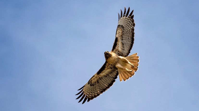 Red-tailed hawk