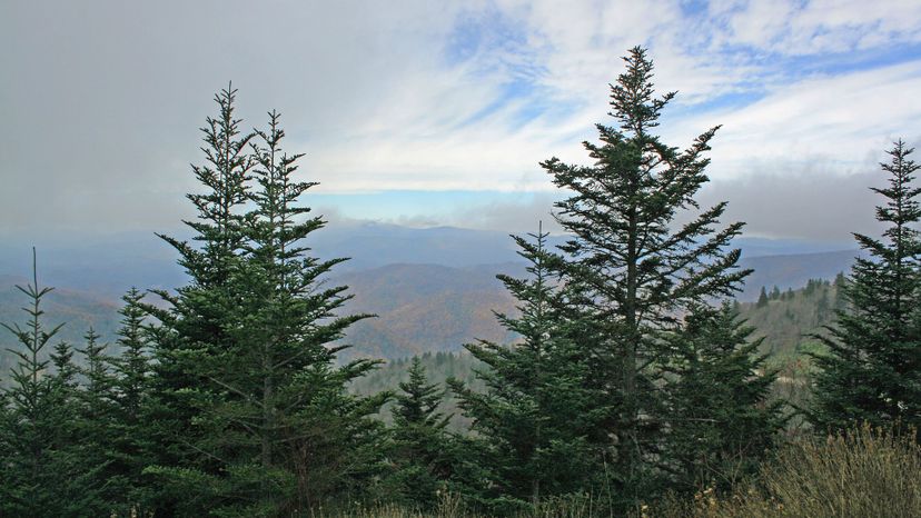 18 fraser fir Abies_fraseri_Blue_Ridge_in_NC